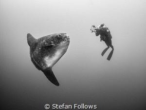 Mind Meld. Southern Ocean Sunfish - Mola ramsayi. Mimpang... by Stefan Follows 